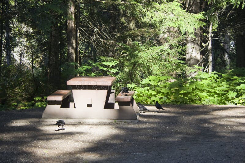 Terrain de camping avec la table et les oiseaux de pique-nique photographie stock Terrain de camping avec la table et les oiseaux de pique-nique photographie stock