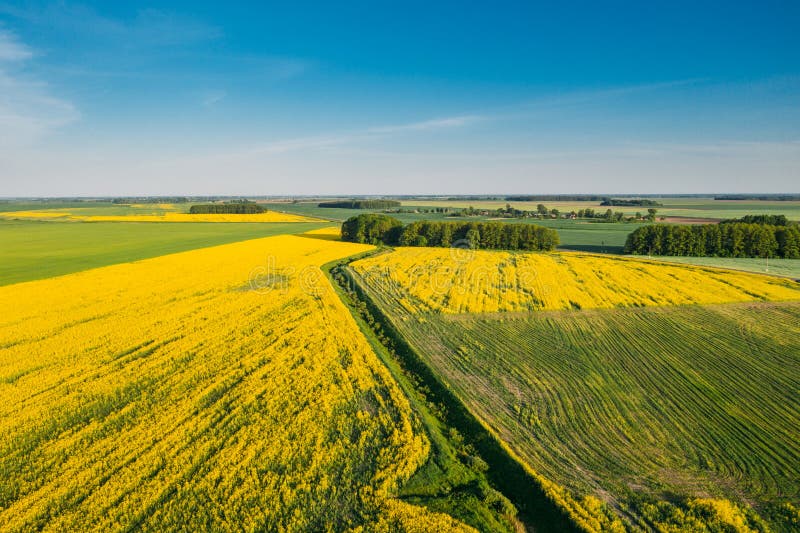 Terrain Vert Naturel Avec Trails En Fleurs Jaunes De Canola En Pleine Floraison Vue D'En Haut De La Plante De Viol, De La Graine images libres de droits Terrain Vert Naturel Avec Trails En Fleurs Jaunes De Canola En Pleine Floraison Vue D'En Haut De La Plante De Viol, De La Graine images libres de droits