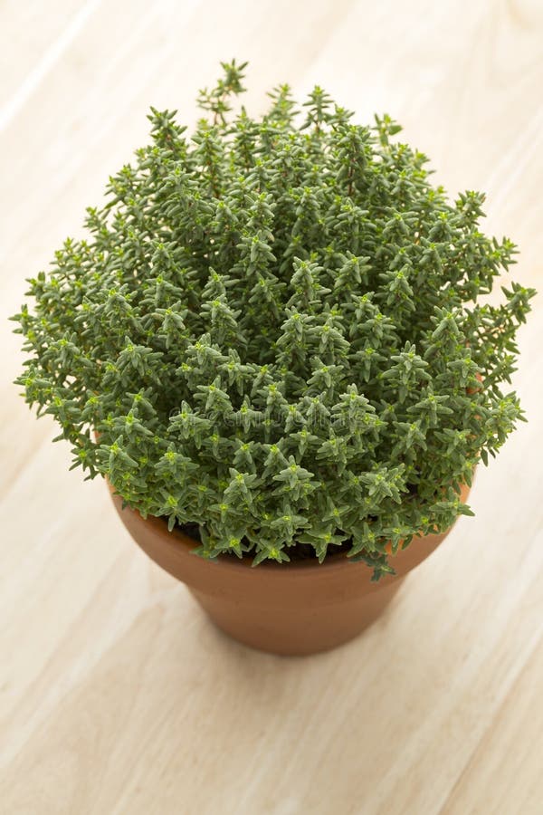 Terrakottatopf mit frischem Thymian stockfotografie Terrakottatopf mit frischem Thymian stockfotografie