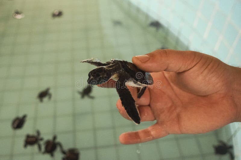Terrapin gospodarstwo rolne dla utrzymania populacja, fotografia stock Terrapin gospodarstwo rolne dla utrzymania populacja, fotografia stock