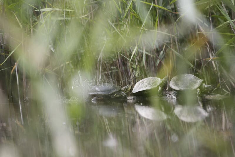 Terrapins odpoczynek na drzewnym fiszorku zdjęcie royalty free Terrapins odpoczynek na drzewnym fiszorku zdjęcie royalty free