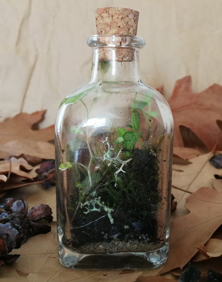 Terrarium do musgo foto de stock Terrarium do musgo foto de stock
