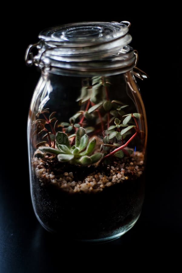 Terrarium Made in a Jar with Succulent Plants Stock Photo Image of decorative, decor 70041276