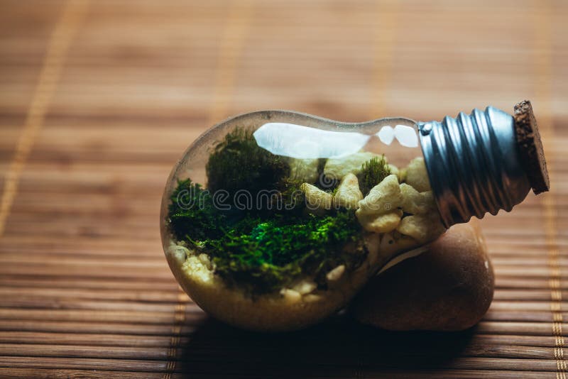 1,378 Moss Terrarium Stock Photos - Free & Royalty-Free Stock Photos from  Dreamstime