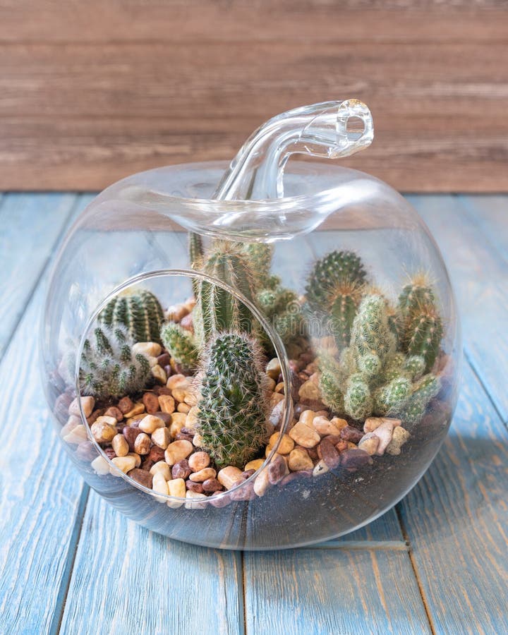 Layers Terrarium Soil Stone Filled Succulents Stock Photo 768266212