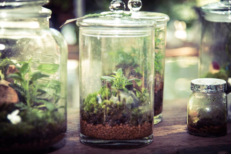 vintage photo effected of Terrarium small and little plants decorate in glass bottle. vintage photo effected of Terrarium small and little plants decorate in glass bottle