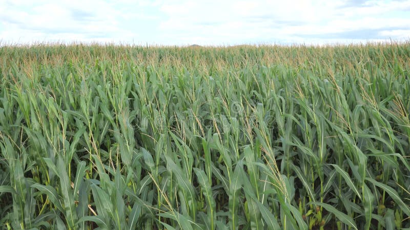 Terras agrícolas de uma exploração de milho verde. local da região agrícola em meio à europa.