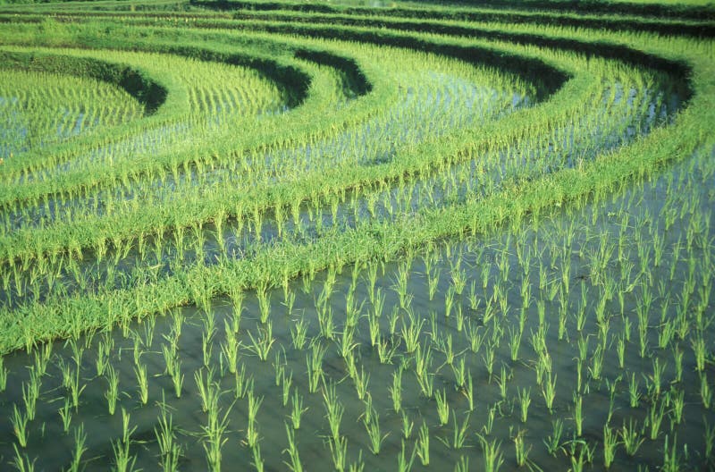 TERRASSE UBUD TEGALLALANG DE RIZ DE L'ASIE INDONÉSIE BALI photographie stock TERRASSE UBUD TEGALLALANG DE RIZ DE L'ASIE INDONÉSIE BALI photographie stock