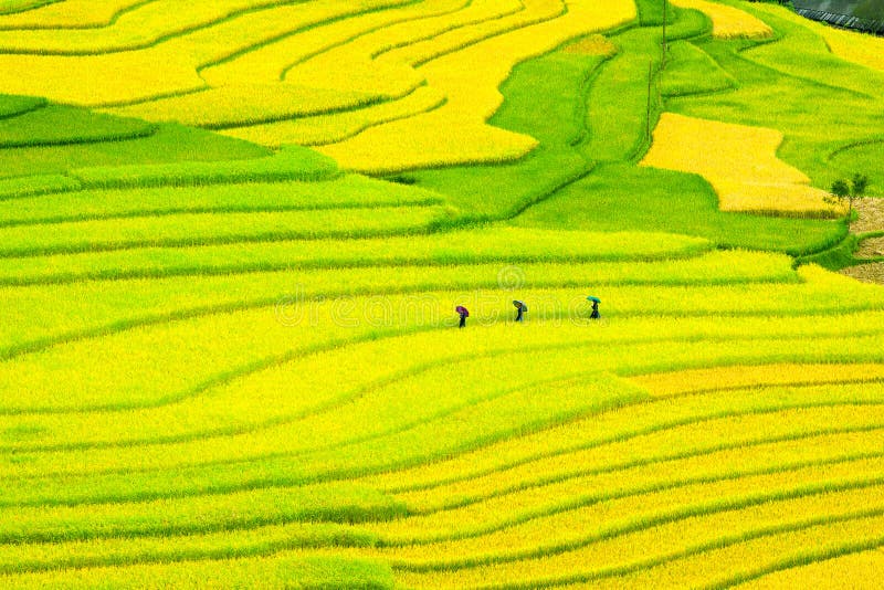 Terrasserade risfält - tre kvinnor besöker deras risfält i Mu Cang Chai, Yen Bai, Vietnam royaltyfria foton Terrasserade risfält - tre kvinnor besöker deras risfält i Mu Cang Chai, Yen Bai, Vietnam royaltyfria foton