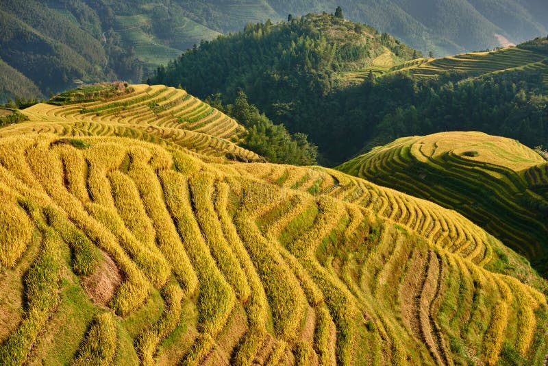 Terrasserat ris sätter in den Wengjia longjien Longsheng Hunan Kina royaltyfri bild Terrasserat ris sätter in den Wengjia longjien Longsheng Hunan Kina royaltyfri bild