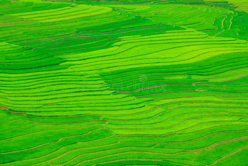 Terrasses de gisement de riz images stock Terrasses de gisement de riz images stock