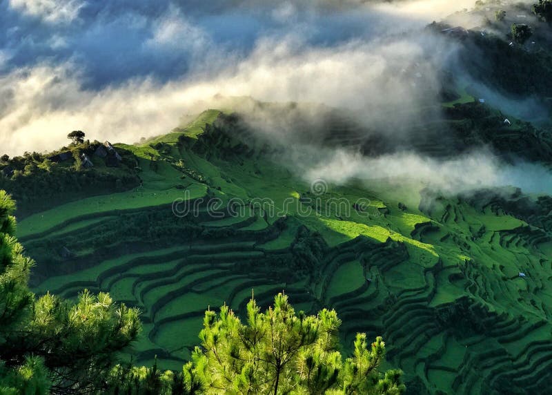 Terrasses de riz photo stock Terrasses de riz photo stock