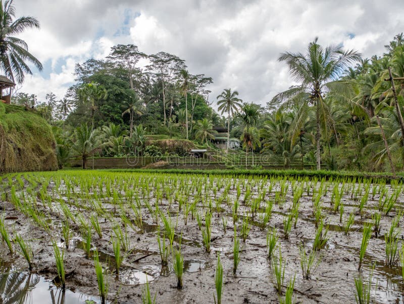 Terrasses de riz dans Tegallalang, Ubud, Bali, Indonésie Asie photographie stock libre de droits Terrasses de riz dans Tegallalang, Ubud, Bali, Indonésie Asie photographie stock libre de droits