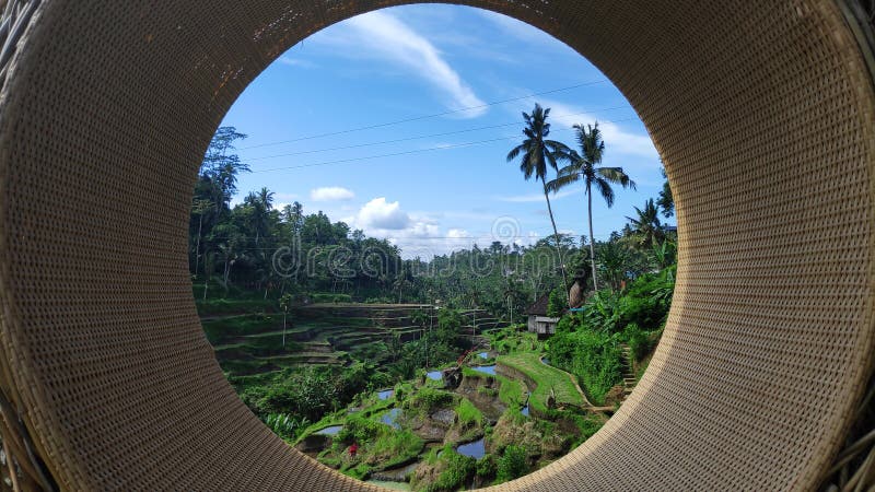 Terrasses de riz de Tegalalang dans Ubud, Bali photo libre de droits Terrasses de riz de Tegalalang dans Ubud, Bali photo libre de droits