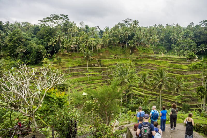 Terrasses et végétation de riz de Tegallalang dans Ubud, Bali, Indonésie photo libre de droits Terrasses et végétation de riz de Tegallalang dans Ubud, Bali, Indonésie photo libre de droits