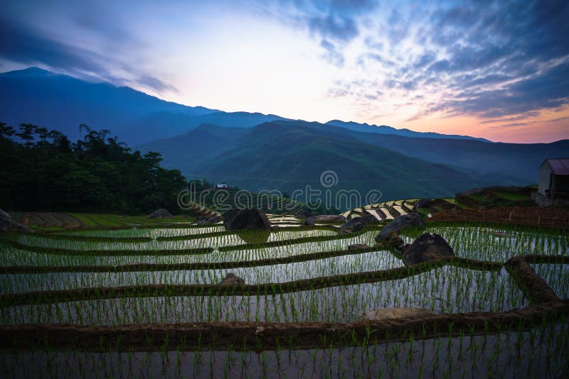 Terrasvormig padieveld in ochtend in waterseizoen, de tijd alvorens te beginnen rijst in Y Ty, Lao Cai-provincie, Vietnam kweekt stock foto's Terrasvormig padieveld in ochtend in waterseizoen, de tijd alvorens te beginnen rijst in Y Ty, Lao Cai-provincie, Vietnam kweekt stock foto's