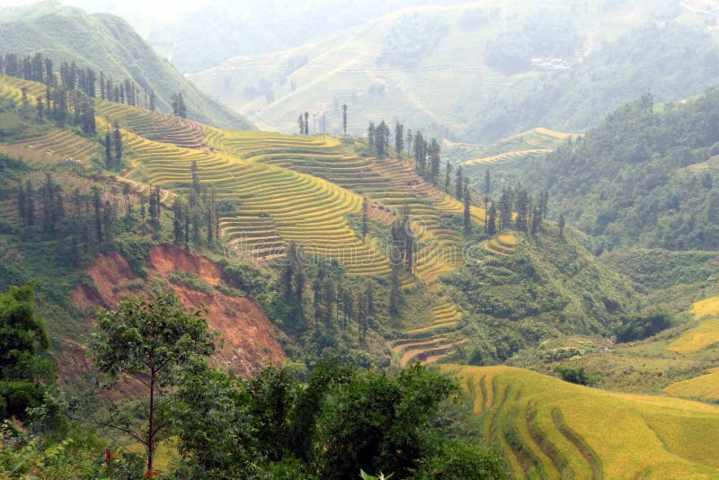 Terrazas hermosas en Sapa, Vietnam del arroz fotografía de archivo libre de regalías Terrazas hermosas en Sapa, Vietnam del arroz fotografía de archivo libre de regalías