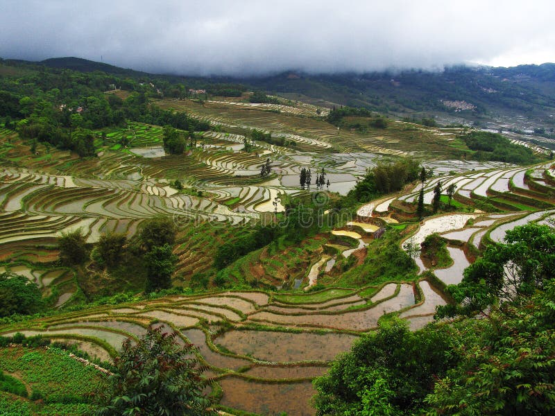 Terrazzamento della riso-risaia del Yunnan fotografia stock Terrazzamento della riso-risaia del Yunnan fotografia stock