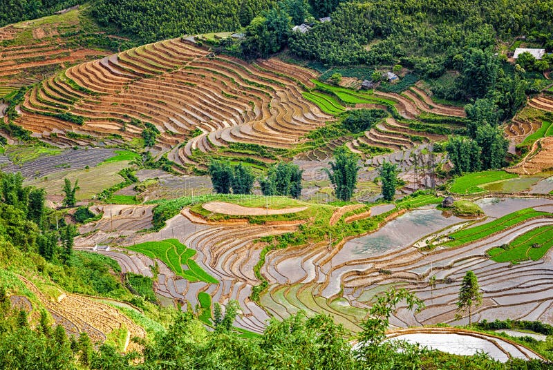 Terrazzi del giacimento del riso Vicino a Sapa, Mui Ne immagine stock Terrazzi del giacimento del riso Vicino a Sapa, Mui Ne immagine stock