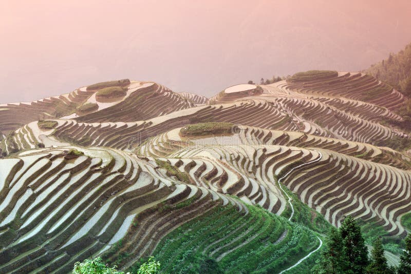 Terrazzi del riso di Longji, provincia del Guangxi, Cina fotografia stock Terrazzi del riso di Longji, provincia del Guangxi, Cina fotografia stock