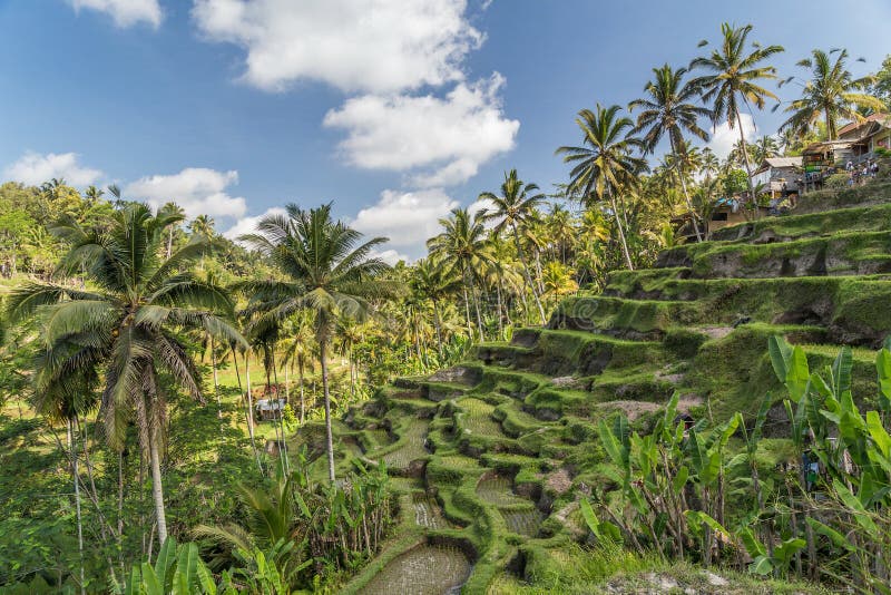 Terrazzi del riso di Tegallalang in Bali, Indonesia fotografia stock Terrazzi del riso di Tegallalang in Bali, Indonesia fotografia stock