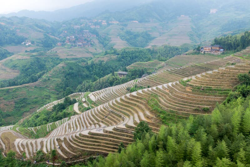 Terrazzi del riso a Longsheng, Cina fotografia stock libera da diritti Terrazzi del riso a Longsheng, Cina fotografia stock libera da diritti