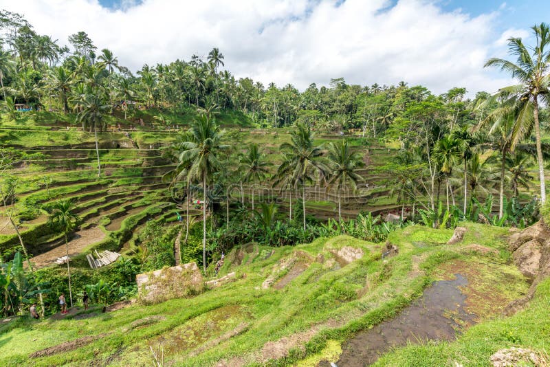 Terrazzi del riso in Tegallalang, Ubud, Bali, Indonesia fotografia stock Terrazzi del riso in Tegallalang, Ubud, Bali, Indonesia fotografia stock