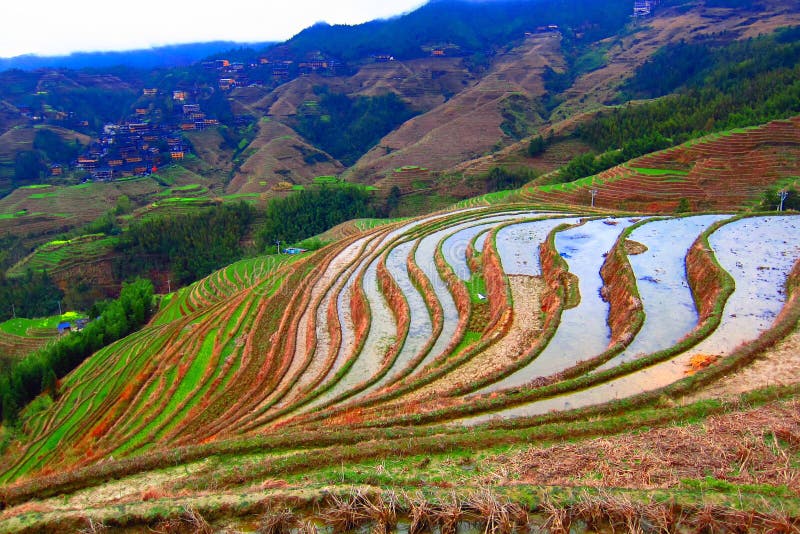 Terraço de Guizhou Longji fotografia de stock royalty free Terraço de Guizhou Longji fotografia de stock royalty free