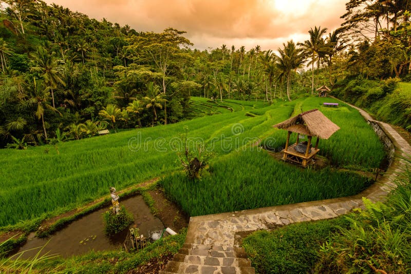 Terraço do campo do arroz, Bali, Indonésia fotografia de stock royalty free Terraço do campo do arroz, Bali, Indonésia fotografia de stock royalty free