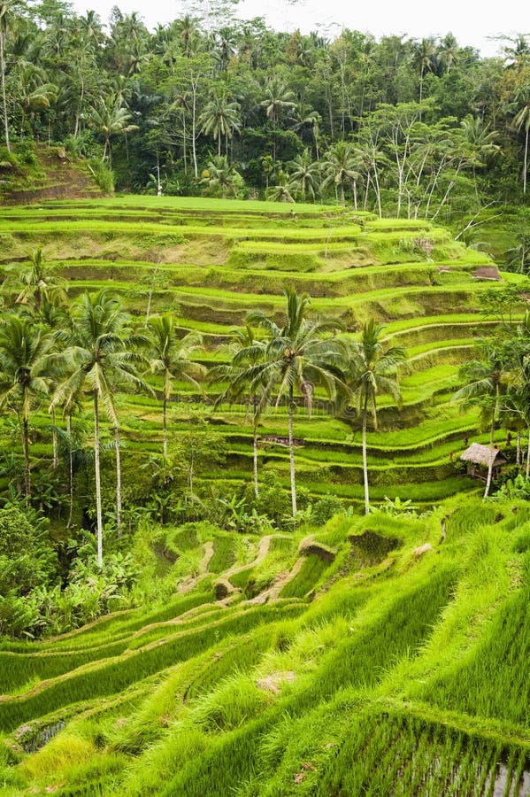 Terraços do arroz de Bali imagens de stock Terraços do arroz de Bali imagens de stock