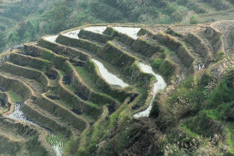 Dragon's Backbone Rice Terraces in Longsheng, Guangxi province, China. Dragon's Backbone Rice Terraces in Longsheng, Guangxi province, China