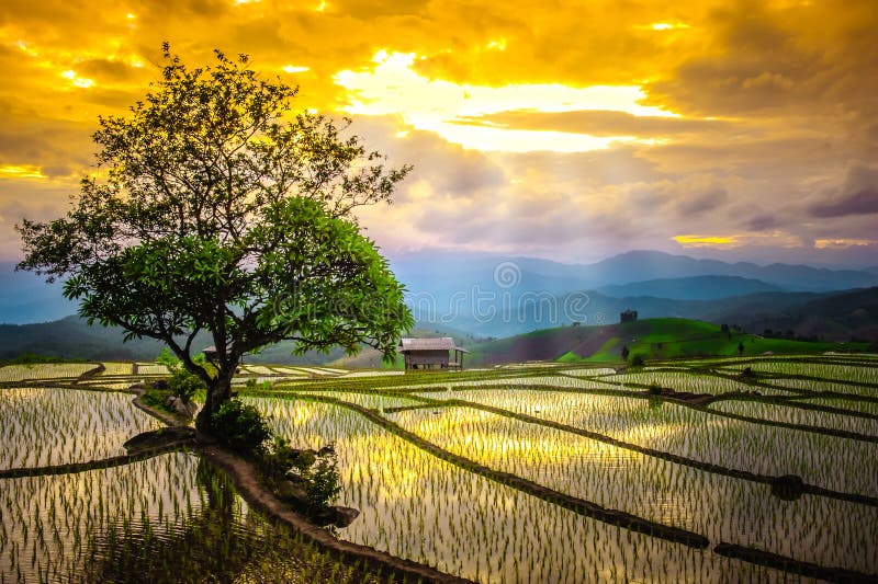 Terraços do arroz em Tailândia O arroz coloca em terraced na estação rainny em Chiang Mai foto de stock Terraços do arroz em Tailândia O arroz coloca em terraced na estação rainny em Chiang Mai foto de stock