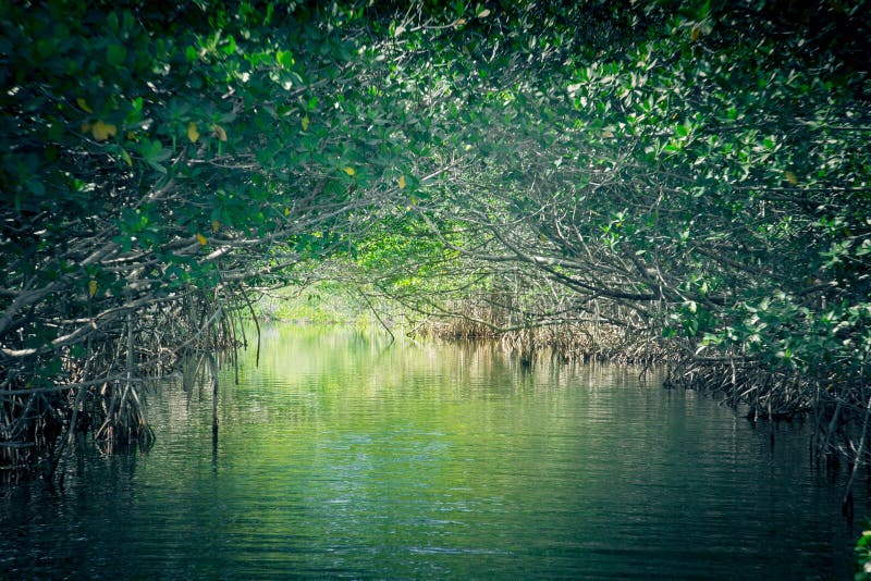 Terreni paludosi delle mangrovie di ecoturismo