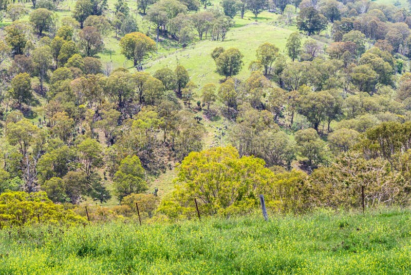 Terreno boscoso, Hunter Valley superiore, NSW, Australia fotografia stock libera da diritti Terreno boscoso, Hunter Valley superiore, NSW, Australia fotografia stock libera da diritti