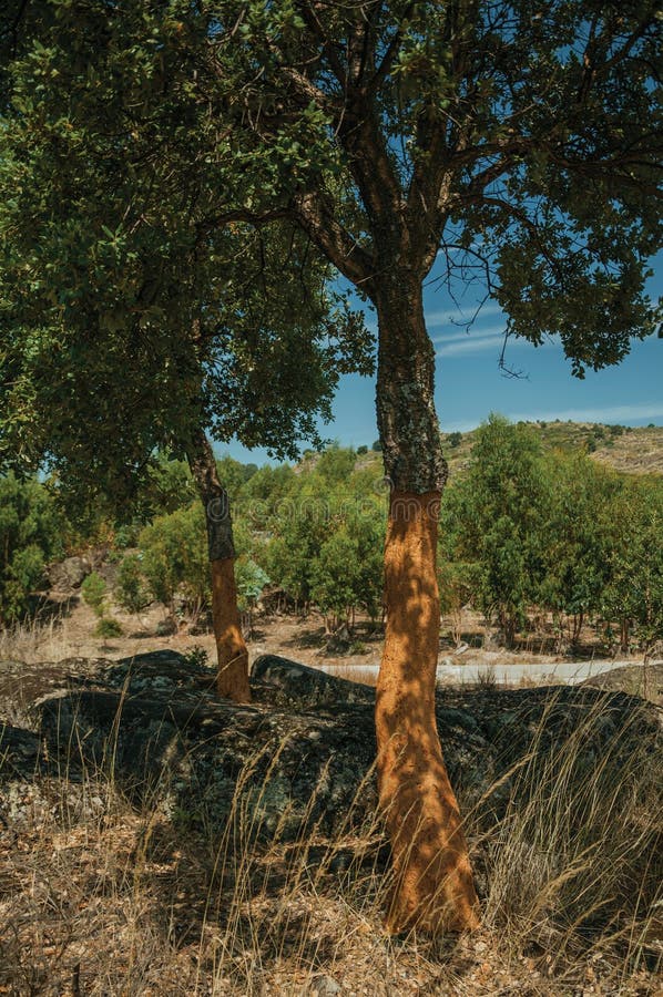 Terreno rocoso del campo y algunos ?rboles de corcho pelados imagen de archivo libre de regalías Terreno rocoso del campo y algunos ?rboles de corcho pelados imagen de archivo libre de regalías