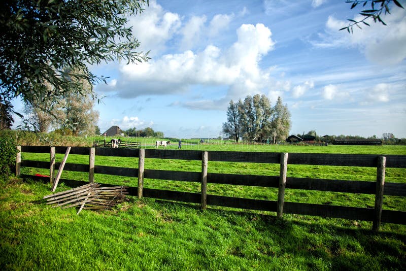 Terres cultivables Agriculteur et vaches sur un pré vert images libres de droits Terres cultivables Agriculteur et vaches sur un pré vert images libres de droits