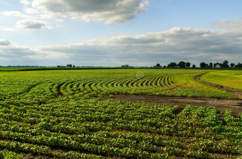 Terres cultivables centrales de l'Illinois image stock Terres cultivables centrales de l'Illinois image stock