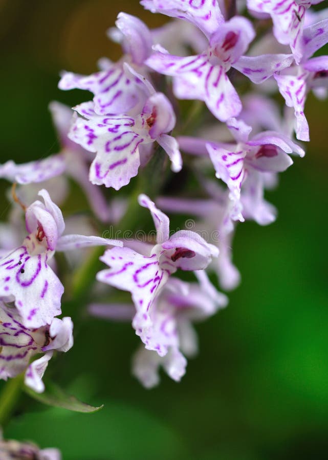 Suchozemská orchidej