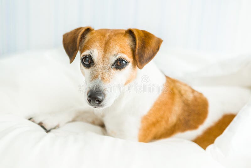 Terrier adorável de Jack Russell do cão que olha atento, fotografia de stock Terrier adorável de Jack Russell do cão que olha atento, fotografia de stock
