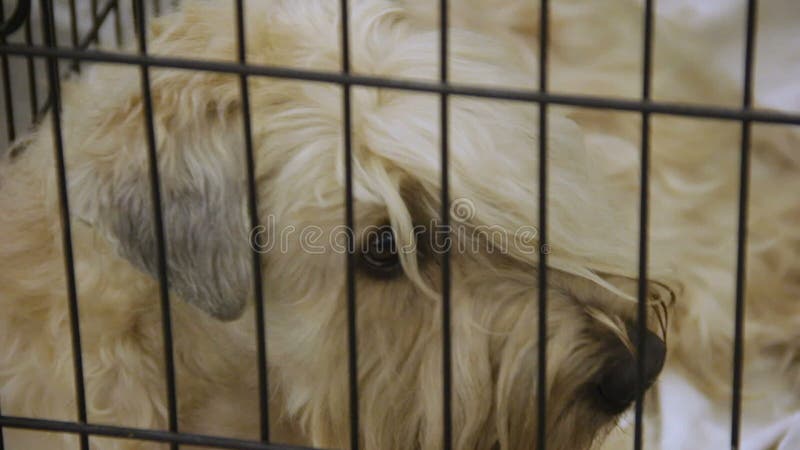 Terrier blond comme les blés sans abri à l'abri de chien avec des yeux pleins de la tristesse et de la peine