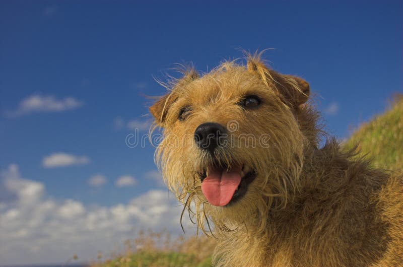 Terrier Cross Dog Sitting Happy stock photo Terrier Cross Dog Sitting Happy stock photo