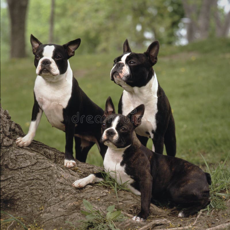 3 boston terriers on a big tree root, one is liyng the two others standing on the root, all of them have an attentive look. 3 boston terriers on a big tree root, one is liyng the two others standing on the root, all of them have an attentive look.