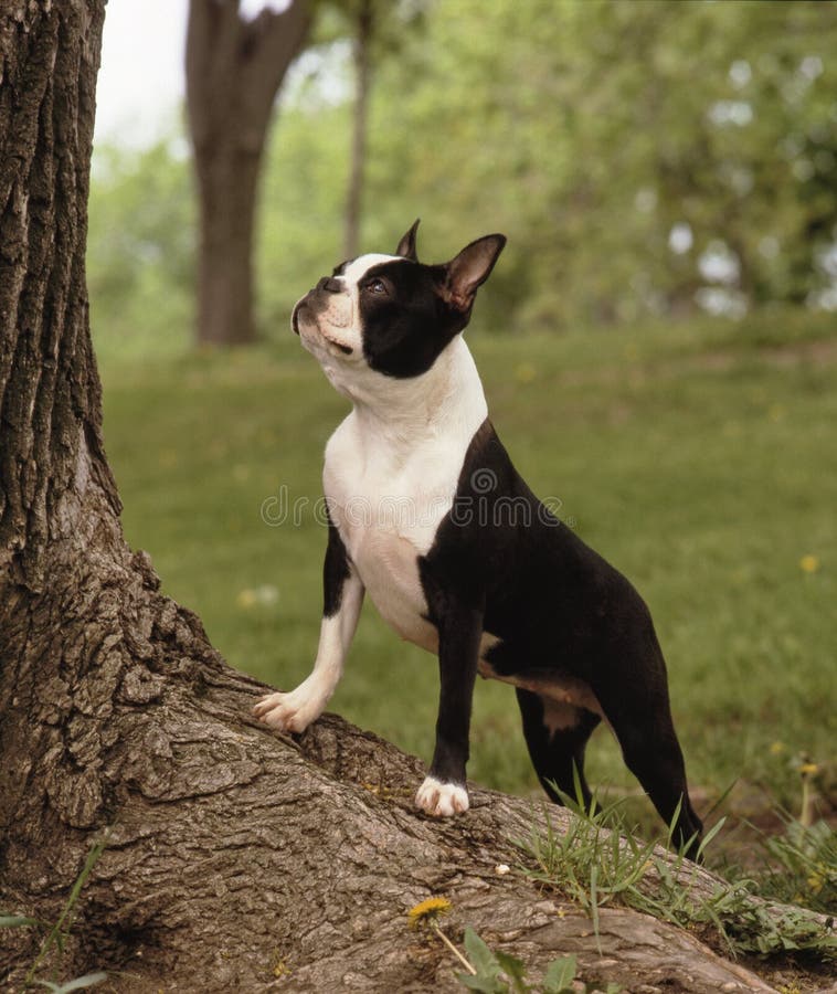 A boston terrier standing on a big tree root, in a proud attitude, shot on a natural background. A boston terrier standing on a big tree root, in a proud attitude, shot on a natural background