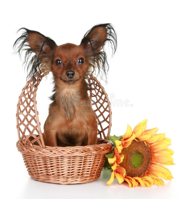 Terrier de brinquedo de cabelos compridos do russo imagem de stock royalty free