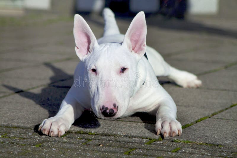 Jogos Do Cão De Bull Terrier Do Inglês Com Uma Bola Imagem de