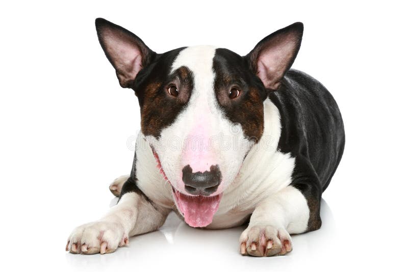 Jogos Do Cão De Bull Terrier Do Inglês Com Uma Bola Imagem de