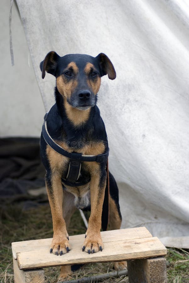 Terrier-de hond bewaakt de ingang aan de binnenplaats stock afbeeldingen Terrier-de hond bewaakt de ingang aan de binnenplaats stock afbeeldingen