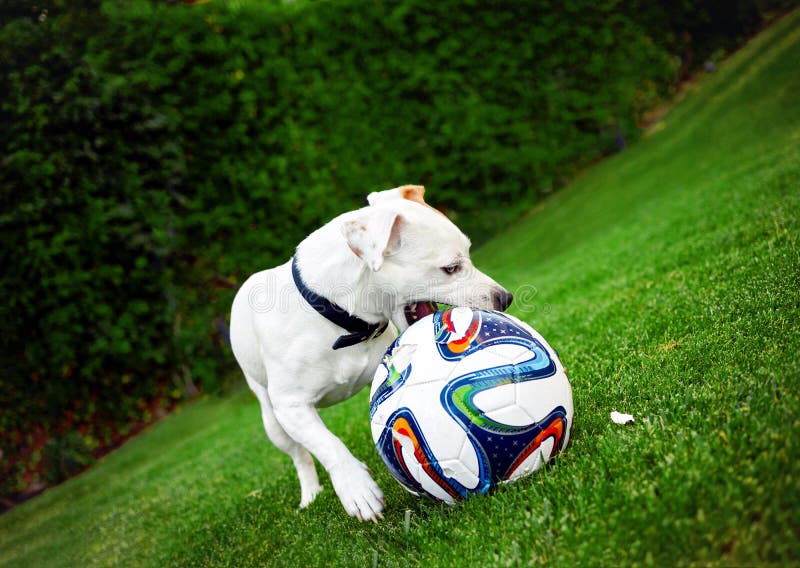 Terrier de Jack Russel que joga com a bola no jardim fotografia de stock Terrier de Jack Russel que joga com a bola no jardim fotografia de stock