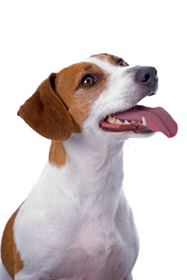 Terrier de Jack Russell no fundo branco imagem de stock royalty free Terrier de Jack Russell no fundo branco imagem de stock royalty free