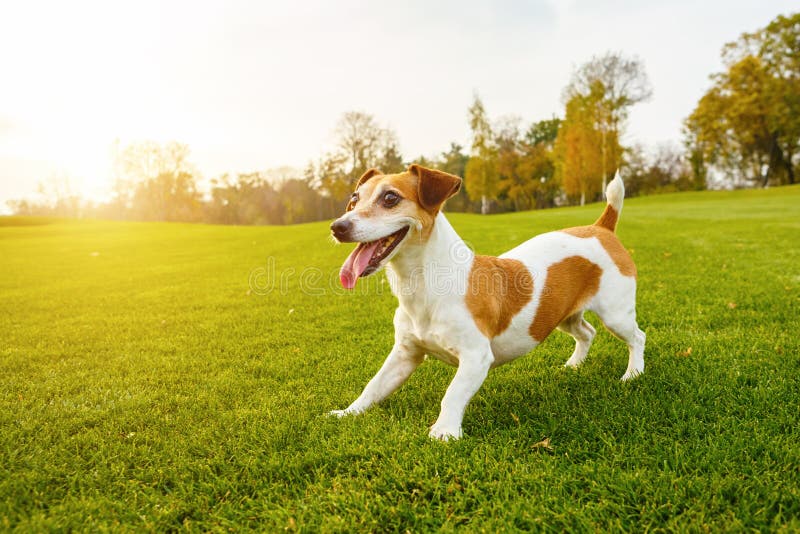Terrier de sorriso adorável de Jack Russell foto de stock Terrier de sorriso adorável de Jack Russell foto de stock